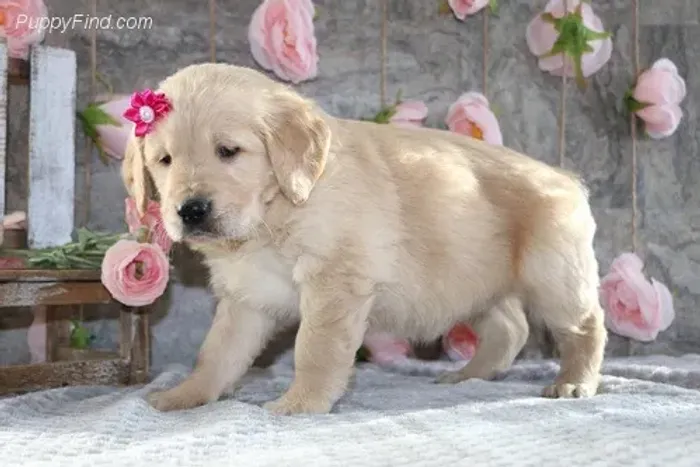Golden Retriever,Golden Retriever Filhote Saudável Excelente Companhia