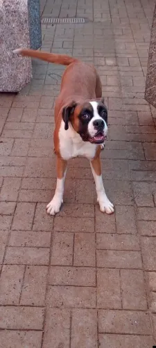 Estou doando cadela Boxer 