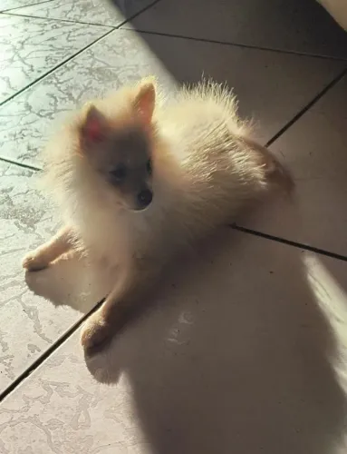 Spitz alemão lulu 