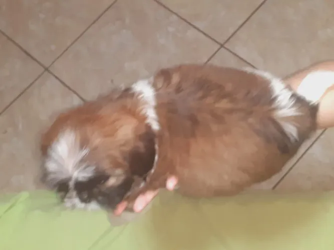 Raça shitos 