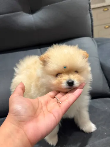 spitz alemão anão