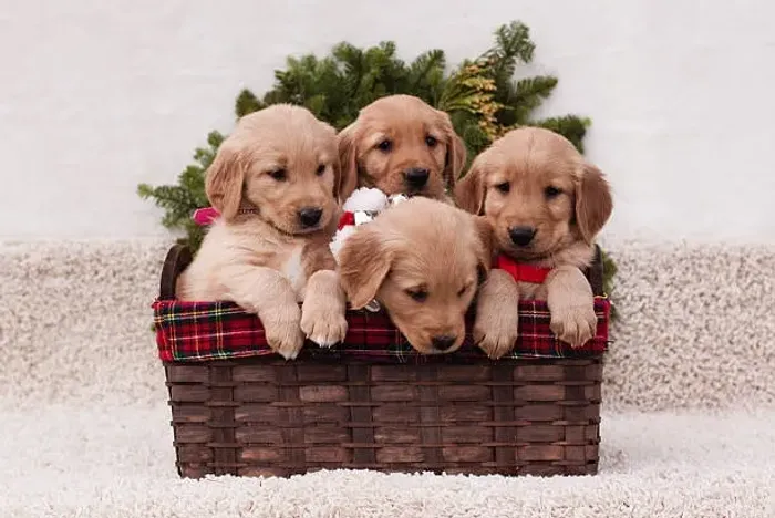 Filhote de Golden Retriever O Companheiro Que Você Estava Procurando