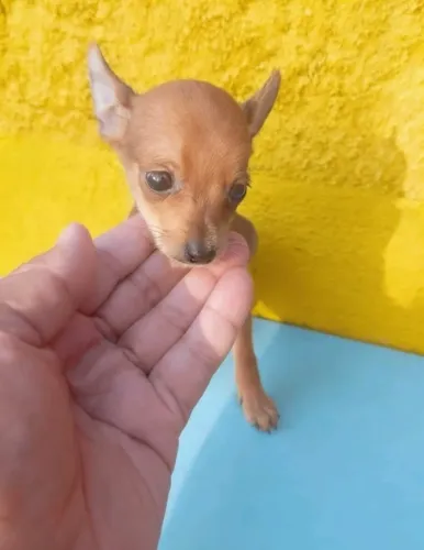 Pinscher macho perfeito pra apartamento 