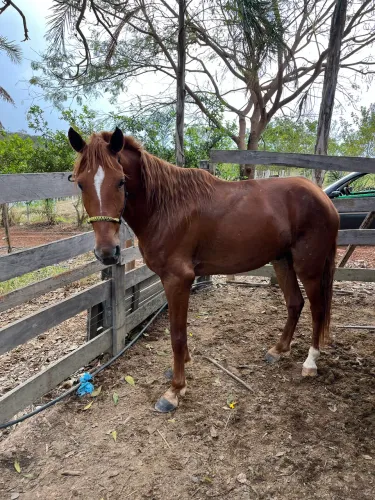 Cavalo mangalarga