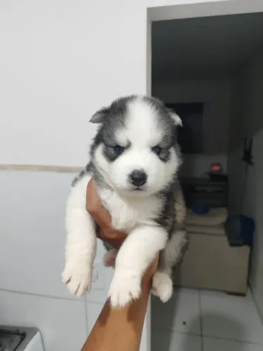 Filhotes de husky siberiano