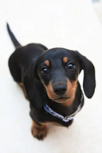 Dachshund Mini VENHA adquira a sua fêmea