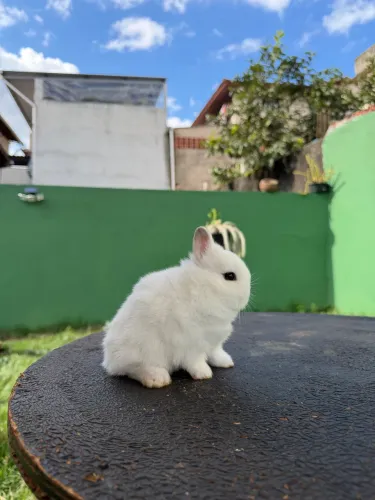 Coelho anão de netherland dwarf