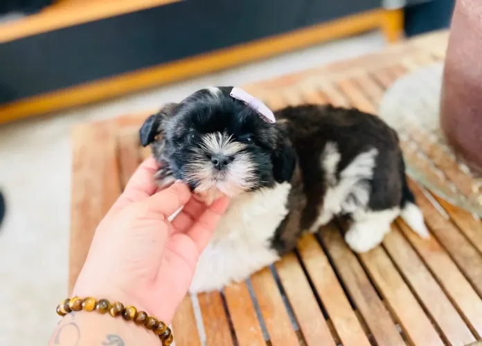 Mini shih tzu fêmea com pedigree