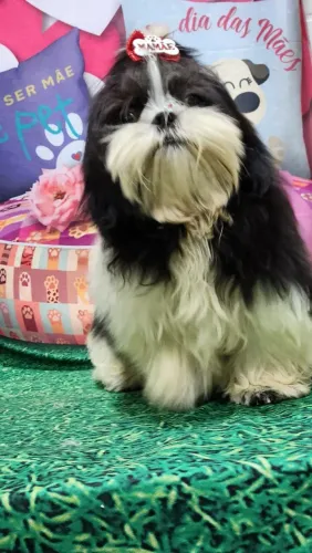 Shih-Tzu fêmea 4 meses.