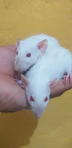 Ratos twister 