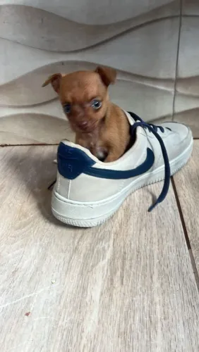 Pinscher Macho