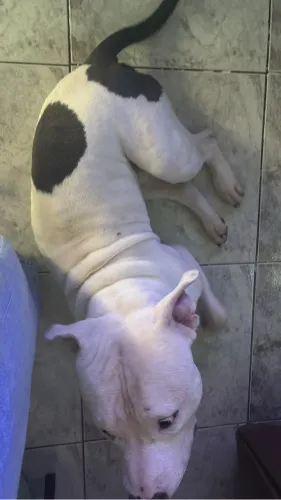 American Bully 