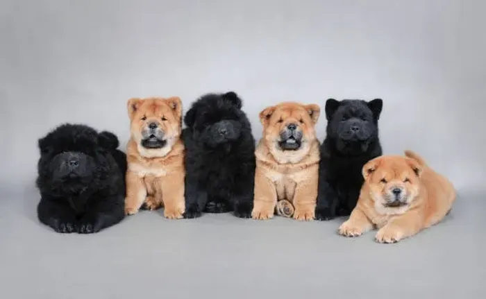? Seu Novo Chow Chow Espera por Você | Filhotes Disponíveis