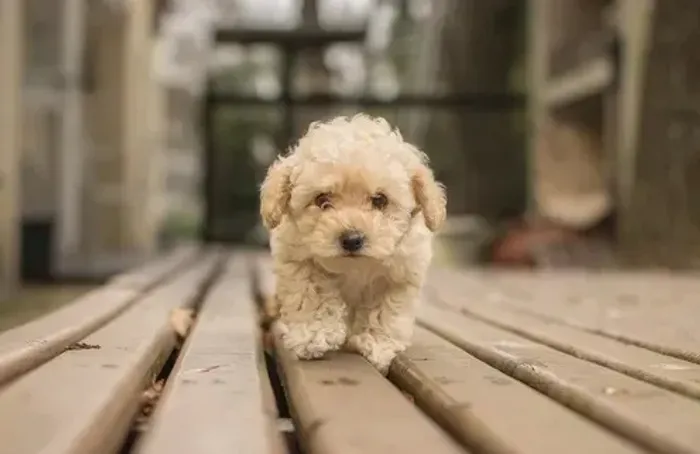 Cachorro poodle adquira seu pet apenas em contas profissionais