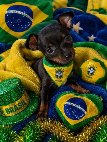 Pinscher/Pincher Baby Pura Raça Mini Macho e Fêmea com Pedigree em SP