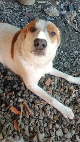Cachorro para adoção porte médio/grande