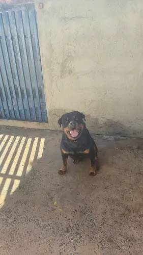 Vendo casal Rottweilers adulto