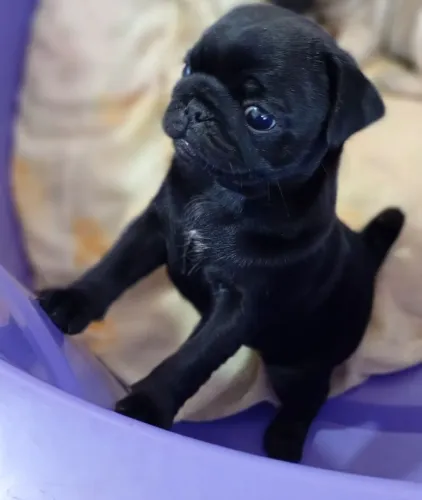 Femia pag filhote 37 dia