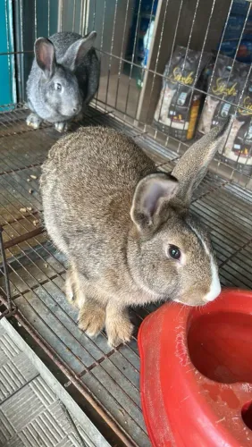 Coelhos Gigantes em Três Corações mg