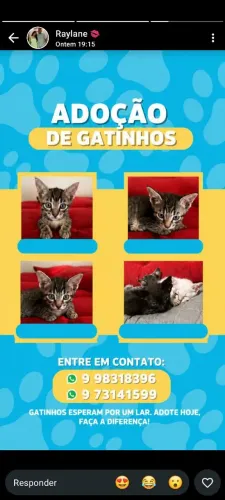 Gatinhos - Filhotes ?