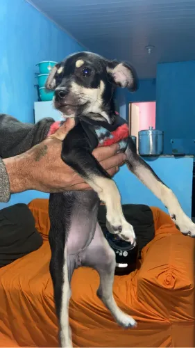 Cachorrinha pinscher para doação