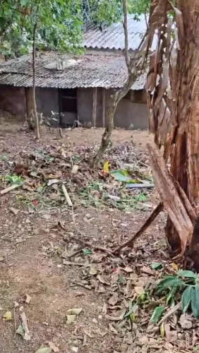 Casa com quintal grande e árvores frutíferas 