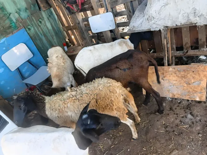 Carneiro cabrito 