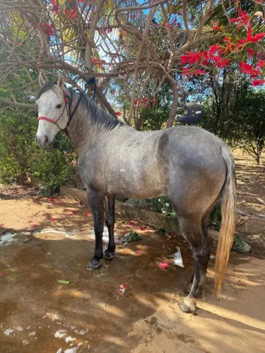 Cavalo castrado macha picada