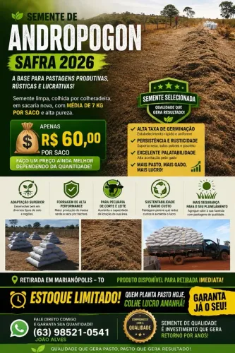 Semente de capim Andropolo