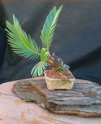 Bonsai palmeira cyca