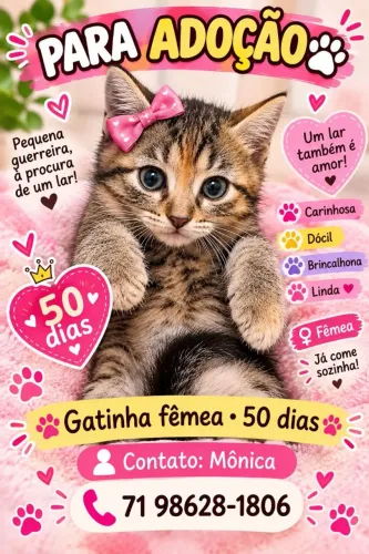Doação responsável de filhote de gato fêmea 