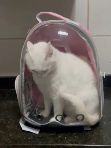 Mochila pra transportar gato