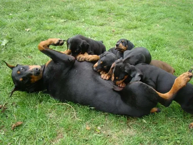 ROTTWEILER X DOBERMAN
