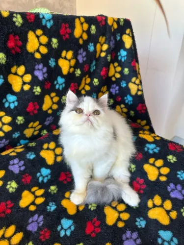 Gato persa macho