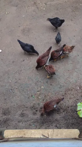 Franguinhos caipira