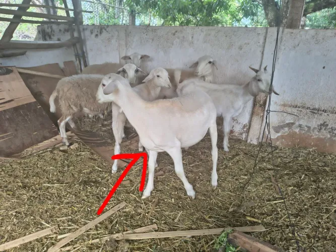 Vendo Cordeiro White dorper com dorper