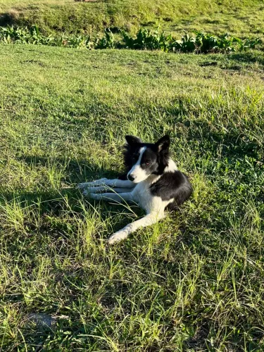 Border collie a venda 
