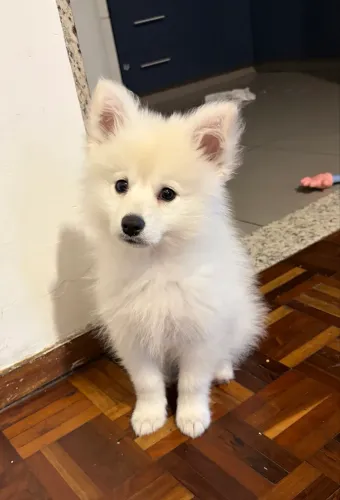 Vendo cachorro da raça pomsky