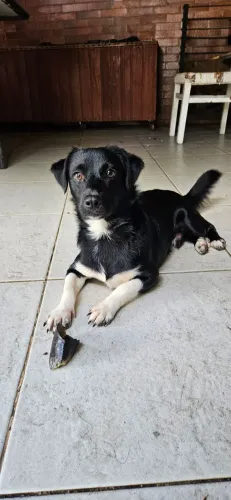 Adoção Responsável!