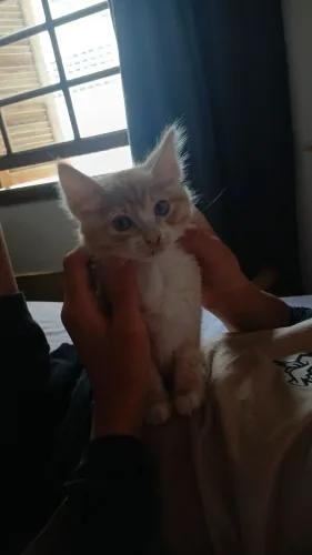 Gato filhote