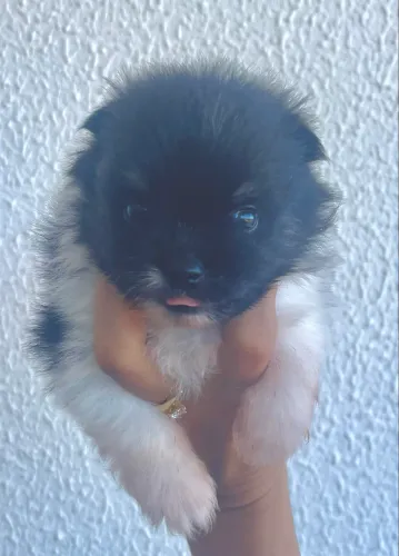 Spitz Alemão anão- Lulu da Pomerania 