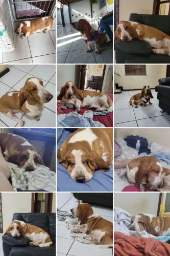 Basset Hound com certificado de pedigree procura namorada Basset
