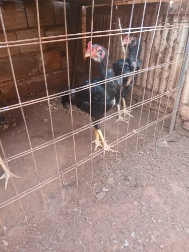 Frangos mura