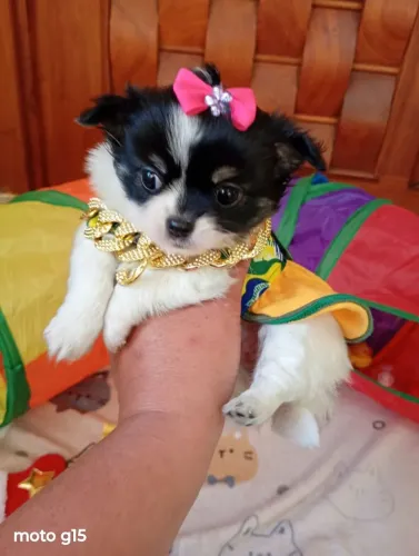 Chihuahua Pelo Longo fêmea Linhagem Inglesa. Excelente padrão da raça