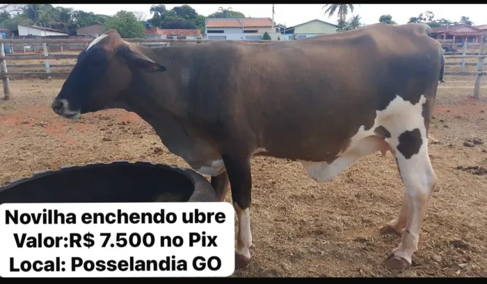 03 Novilhas no pré parto a venda.