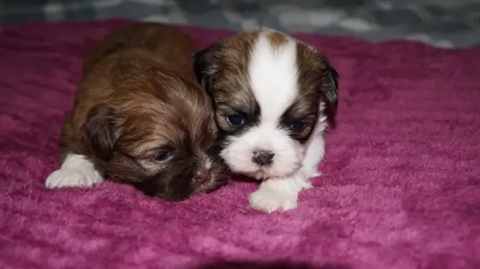 filhotes femea shih tzu chocolate focinho marrom linda filhote femea tricolor