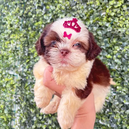 Shihtzu fêmeas ENTREGA IMEDIATA 