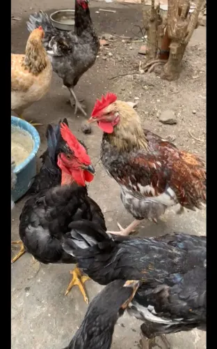 Frangos Caipira