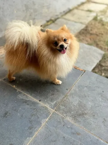 Lulu macho pra cruza