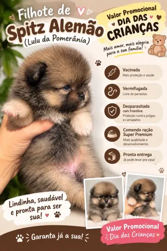 Spitz alemão fêmea (Lulu da pomerania)